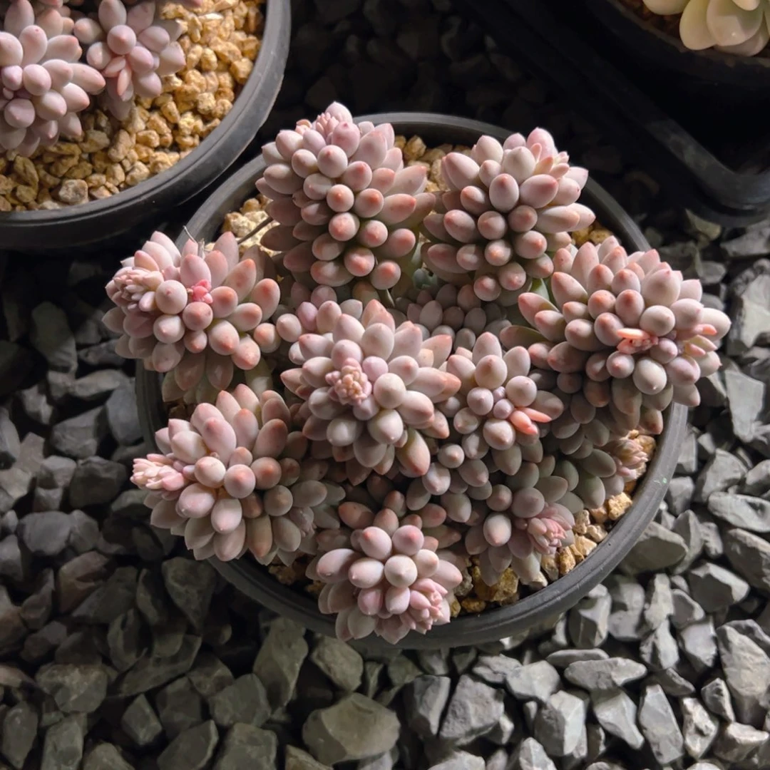 白花11111111111111111