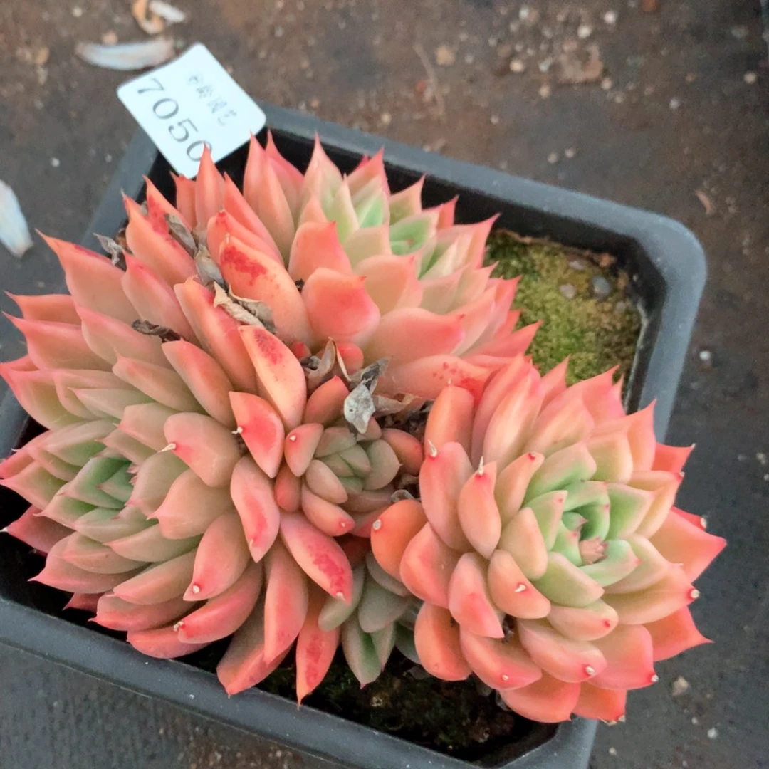 7050杂交多肉植物基地