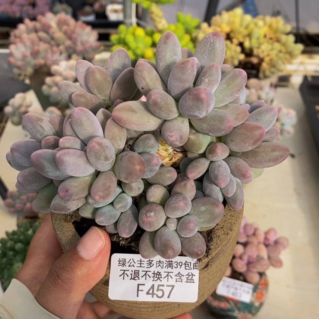 457丸叶汤圆多肉9cm