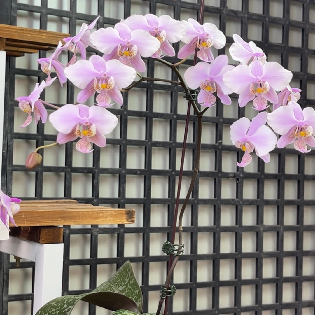 完全开放SWR22HN-白史西-1023