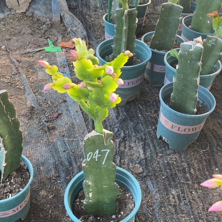 与***约68号047火列鸟之星重瓣