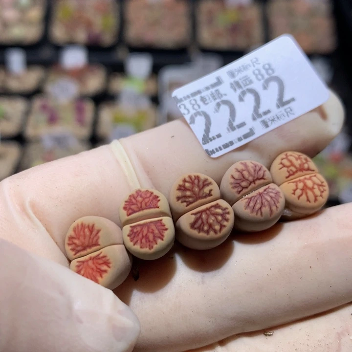 Zzzz精品石石花2222