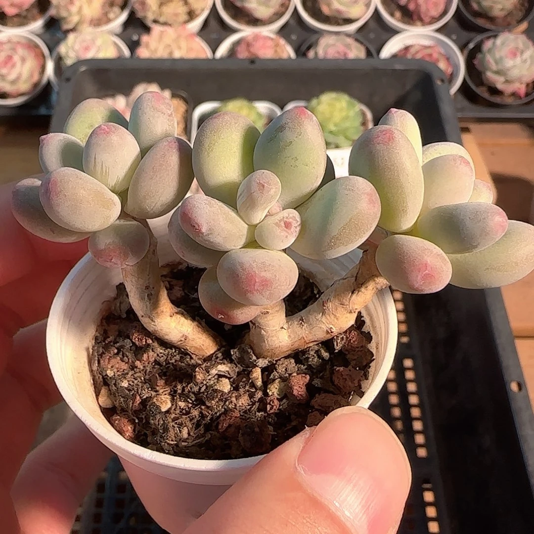 多肉1203-165苹果美人小老桩