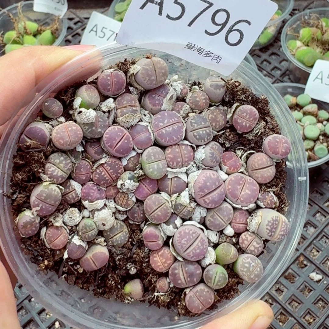 5796—- 生石花 生石花