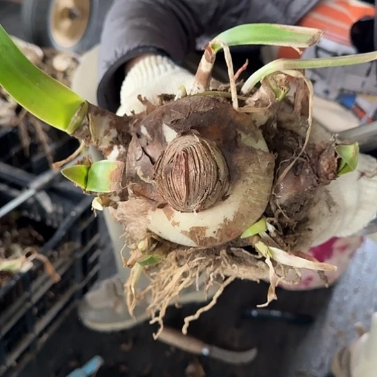 2023杂交盲盒2号 10厘米左右带9侧 不知花色 无售后