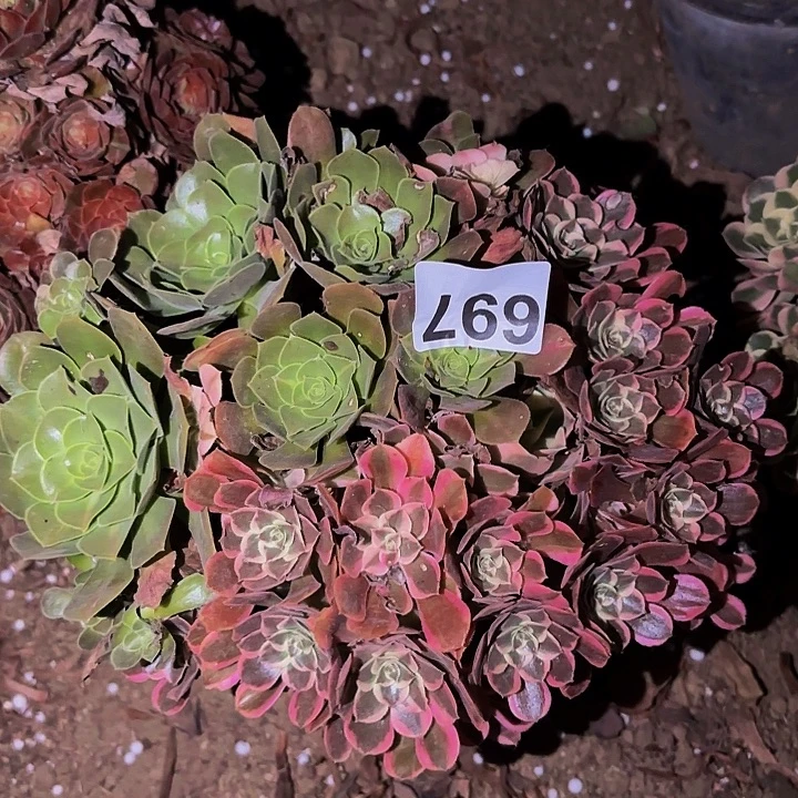 697皇后多肉植物不售后