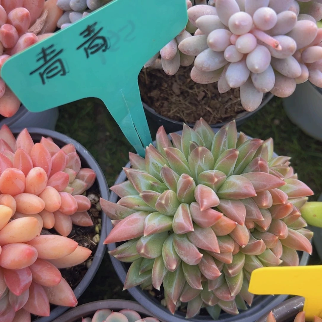 香玉的故事是一个人的故事