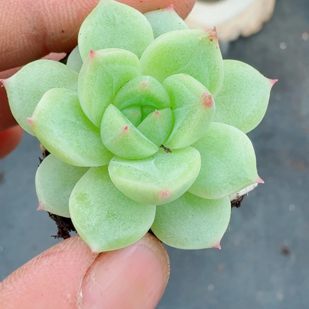 多肉杂交一物一拍9-82