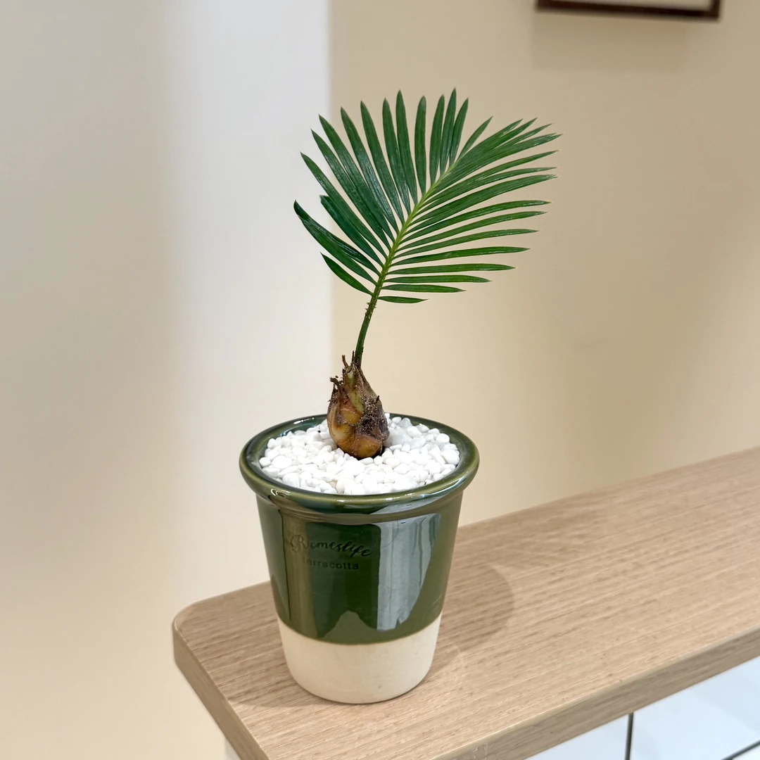 小铁树宝宝盆栽盆景室内阳台办公室桌面观叶趣味可爱好养花卉绿植