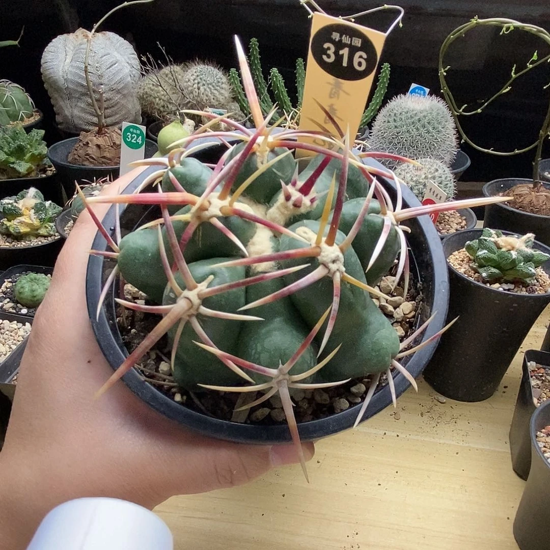自根割刺大红鹰9cm