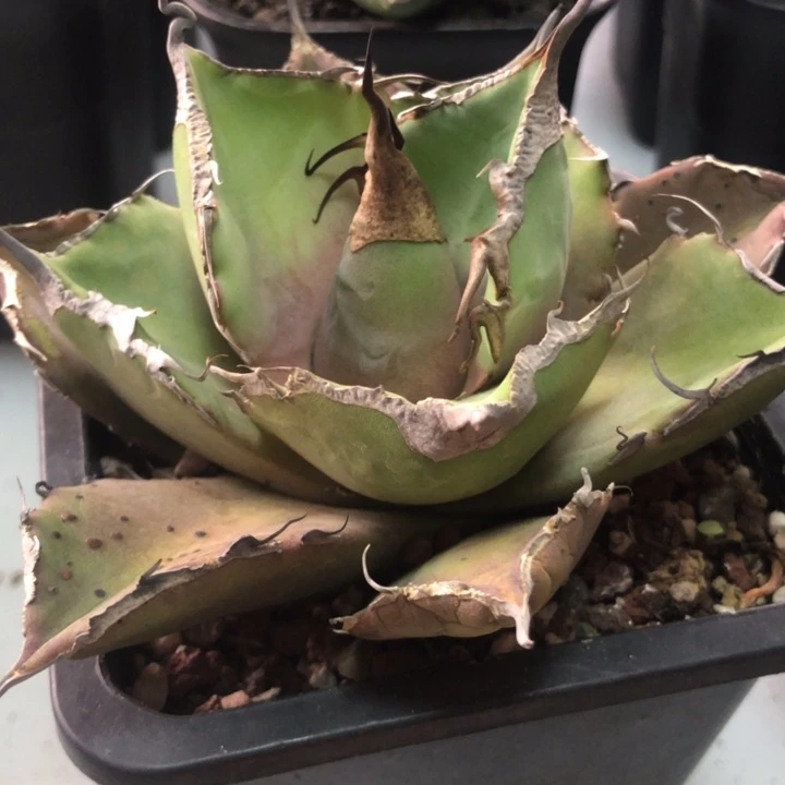 黑豹仁王冠龙舌兰