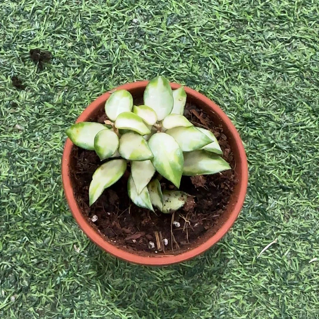 无花朵绿孔雀桌面款