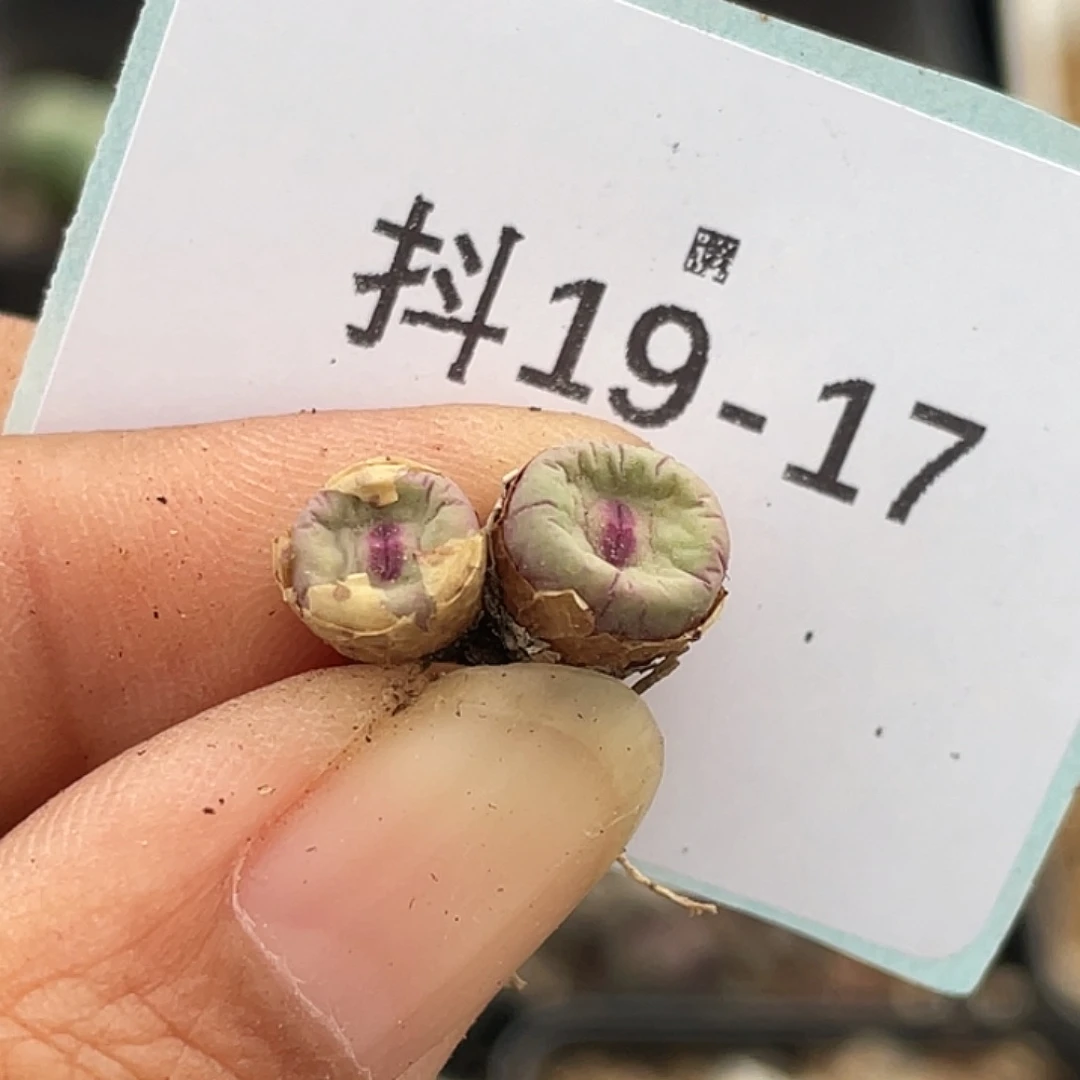 爱***圈19-17肉锥多肉植物