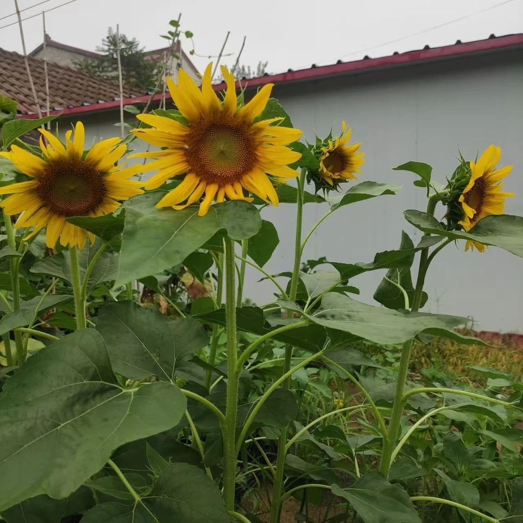 高产食用向日葵种子饱满瓜子大粒葵花籽观光赏花阳台庭院均可种植
