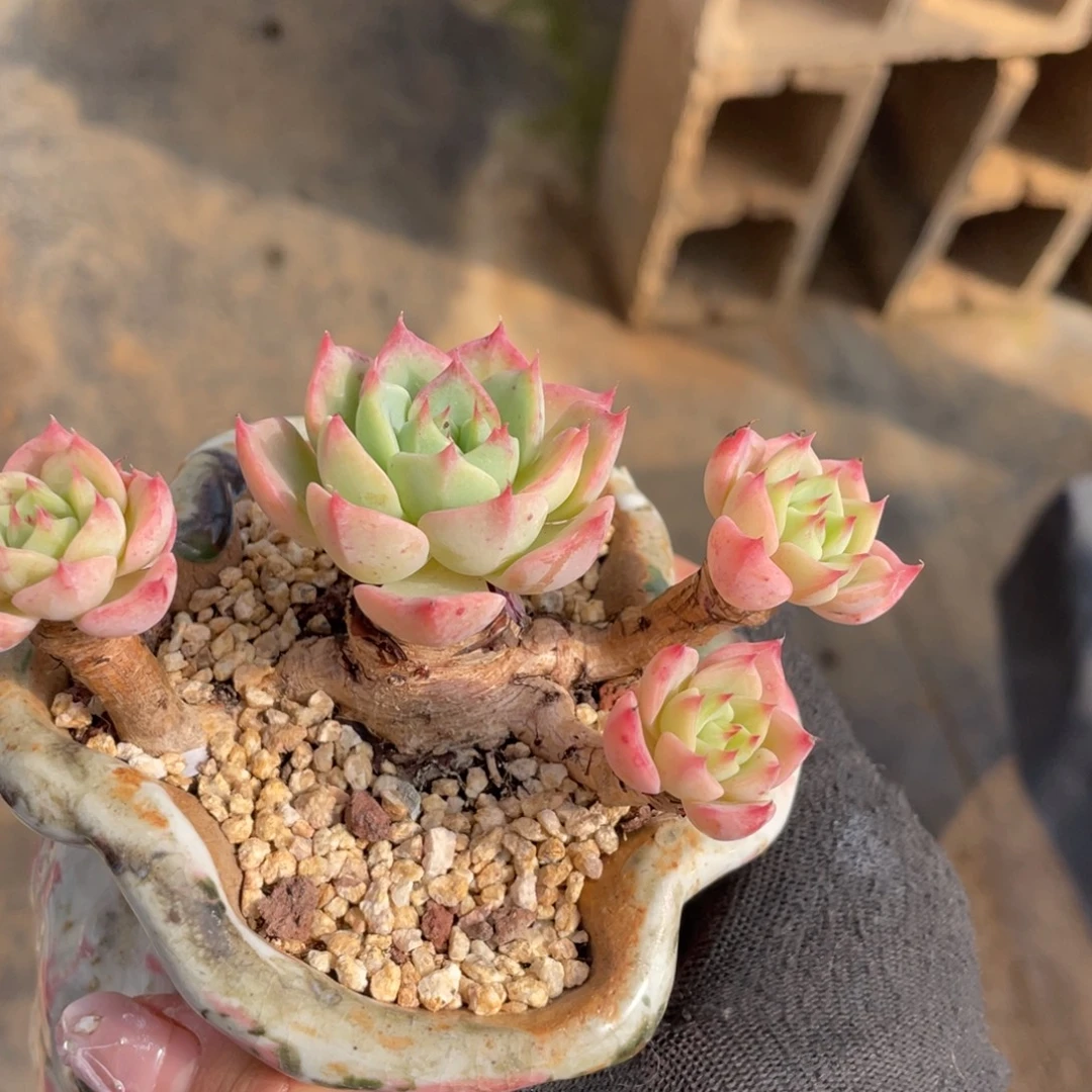 晴天整装无砍老桩