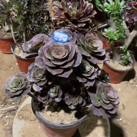 玫金玫瑰一物一拍