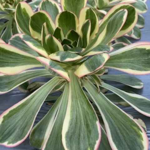 310燕姿锦满25包邮多肉