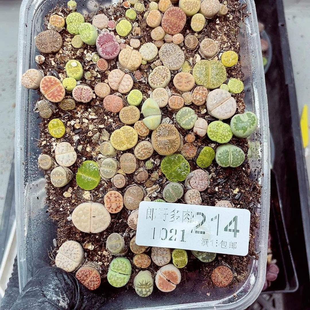 生石花满18包邮1021-214