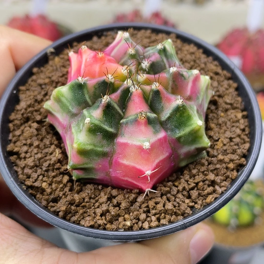 实生 米哈锦4.7公分