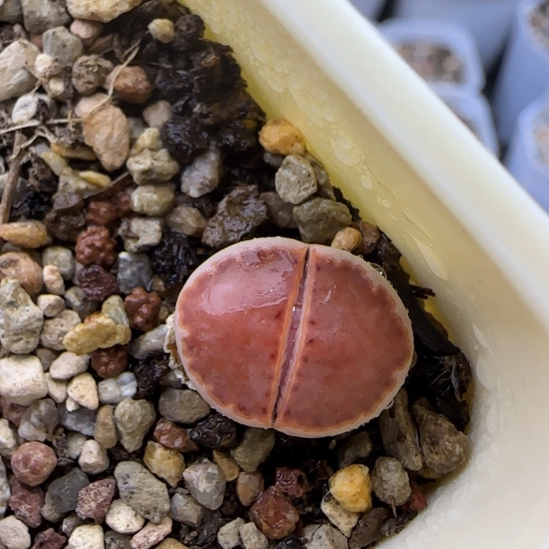 饼干清框福利30包邮