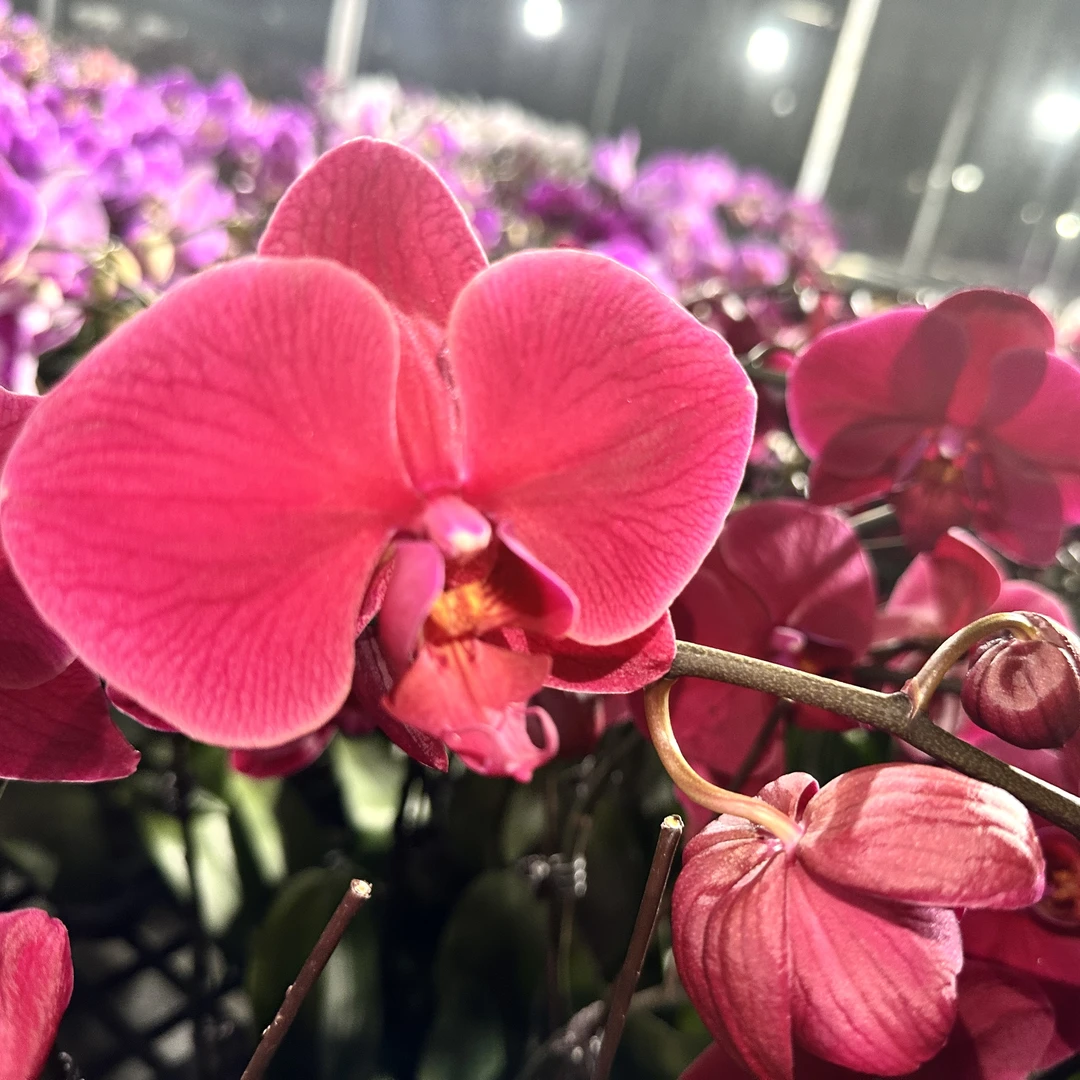 《洋洋得意》花瓣厚实蝴蝶兰网红款办公室室内盆栽