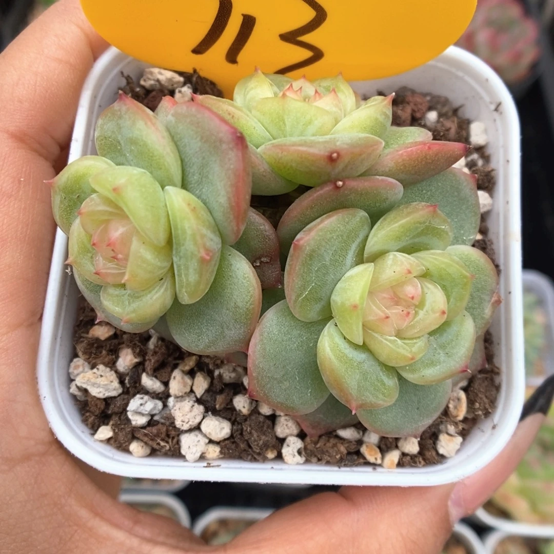 H101珍妮群生713号