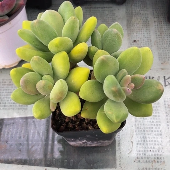 Kk美人一物一拍多肉植物