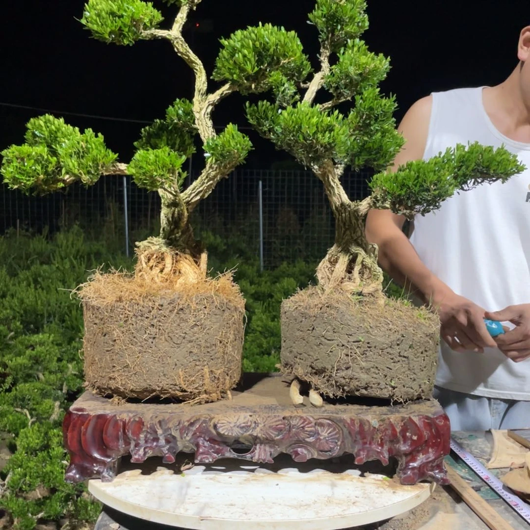 完全开放优**产黄杨盆景