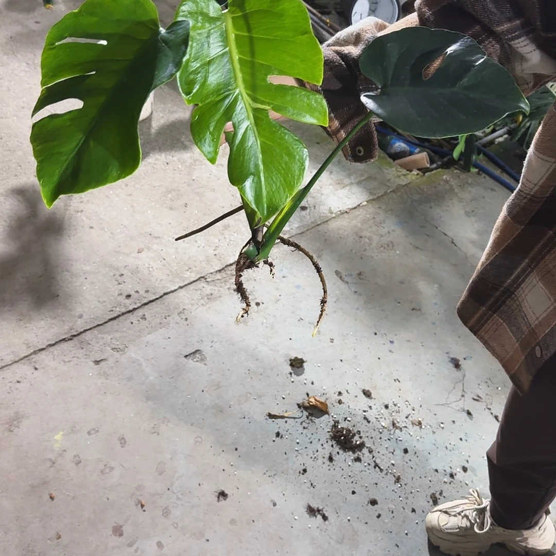 不***间无花朵龟背竹植物一物一拍