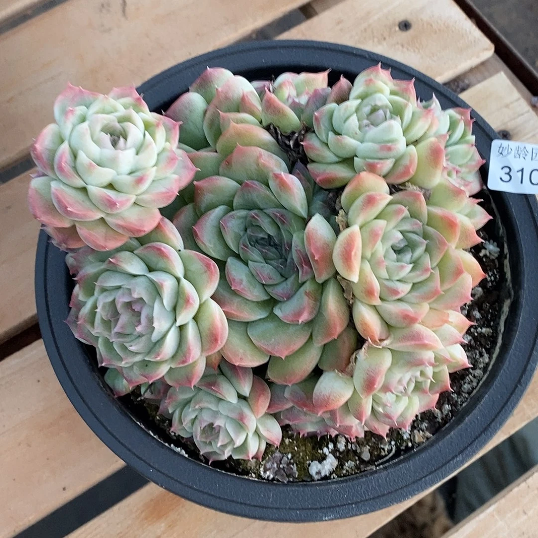 如***令3104杂交老桩基地～16厘米