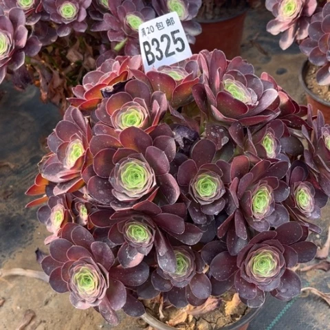 325枚金玫瑰不包断枝