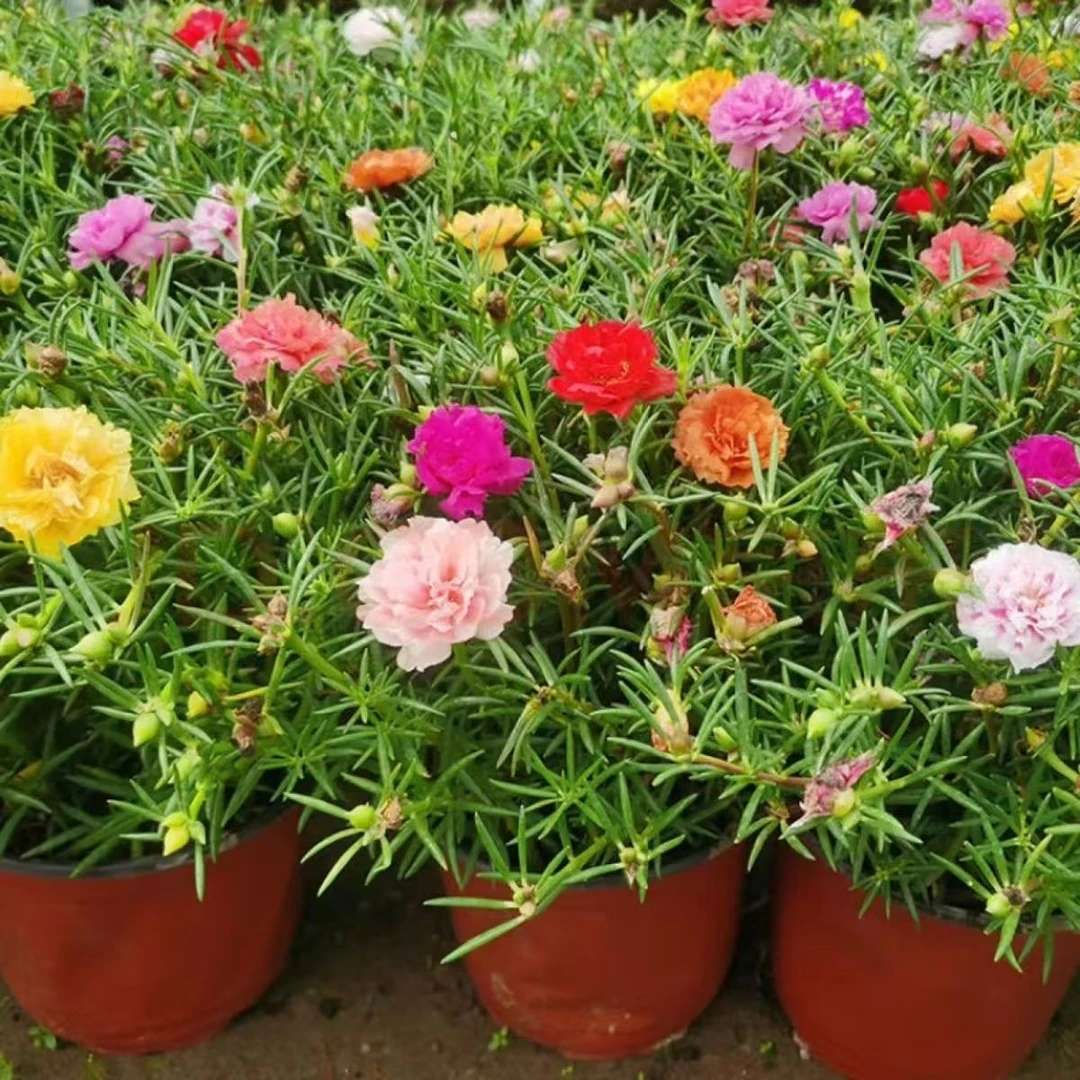 太阳花苗重瓣大花混色宿根盆栽绿植带根带花苞枝条四季花卉容易养