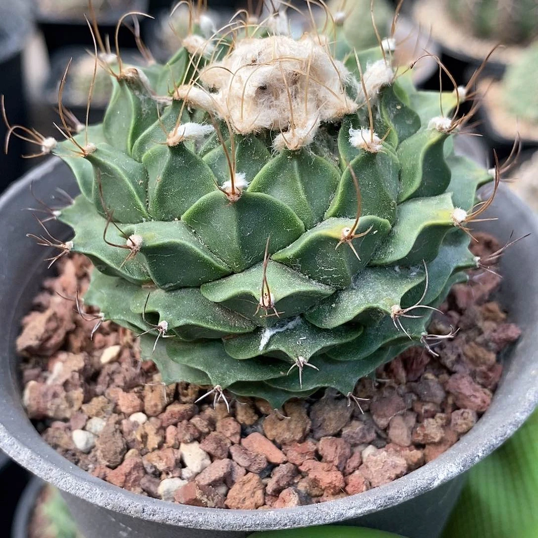 g****3实生帝冠仙人球