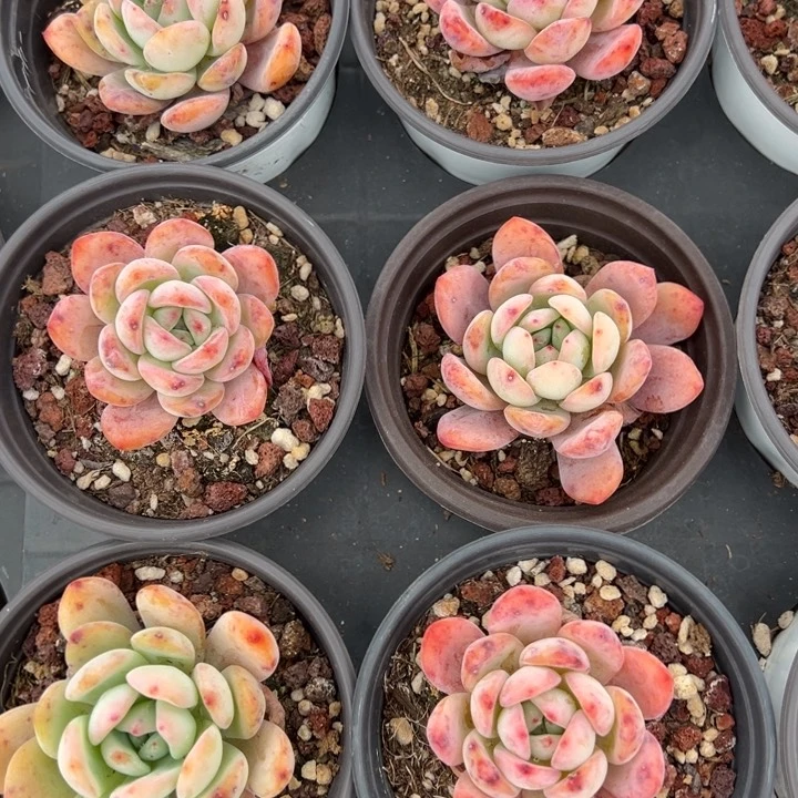 全明星2颗量拍多肉满20包邮初7发