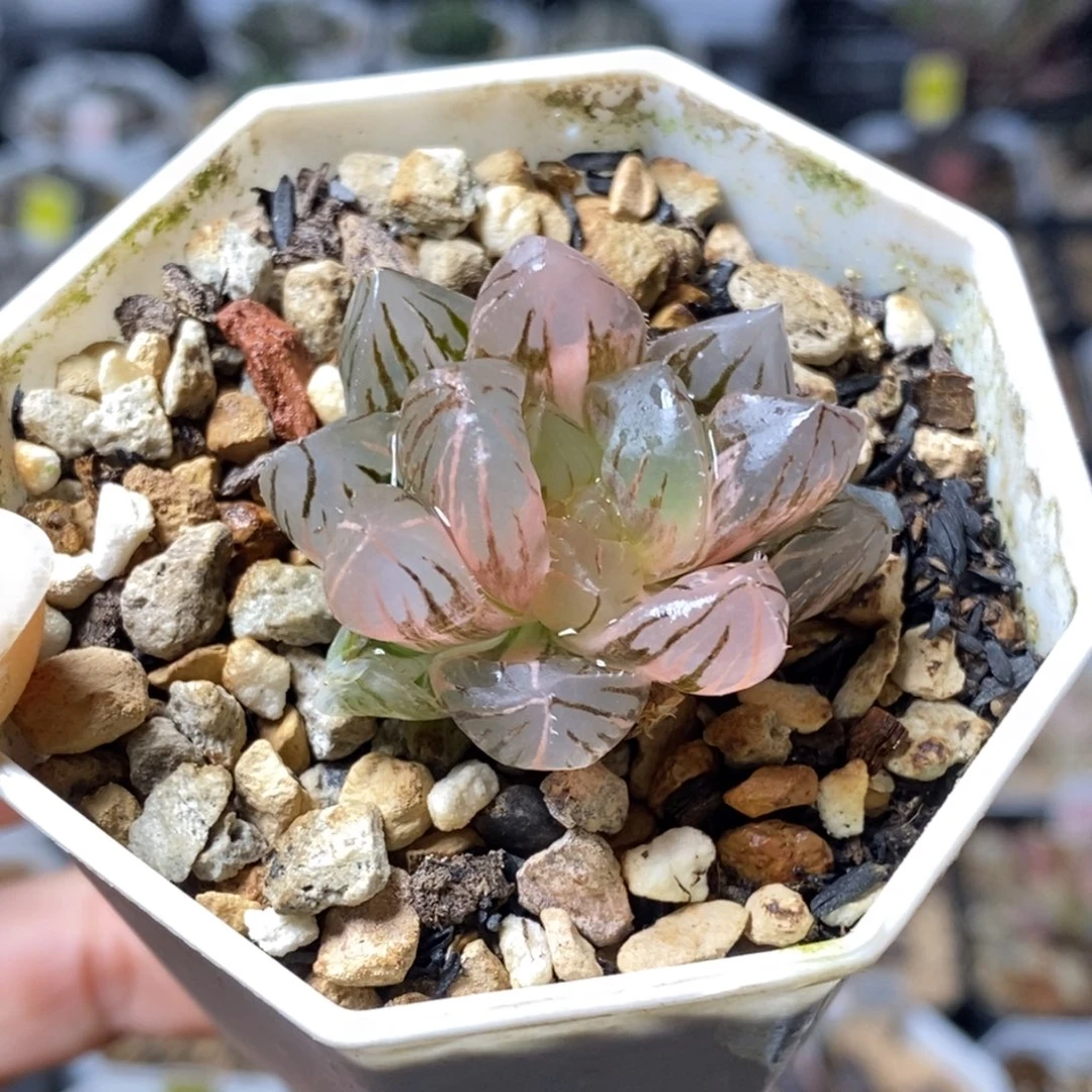 玉露锦玉露锦玉露锦