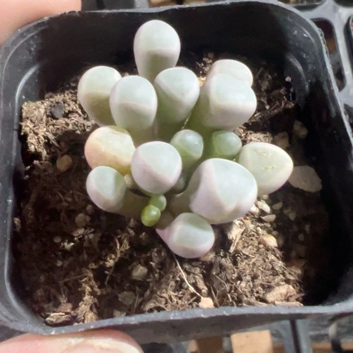 五十铃玉精品多肉植物大战