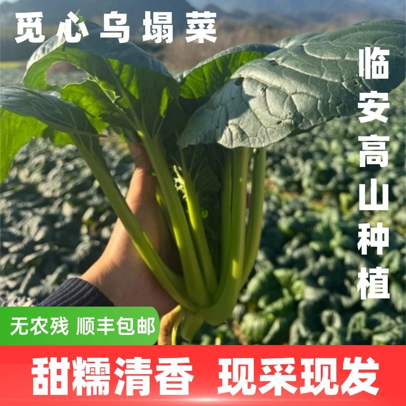 【觅心农场】自然生态放心蔬菜上霜乌塌菜软糯清甜清香