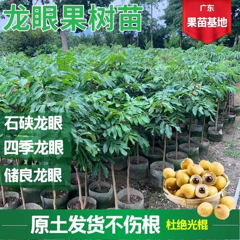 嫁接龙眼树苗石硖龙眼苗储良龙眼苗桂圆苗四季龙眼果树苗当年结果