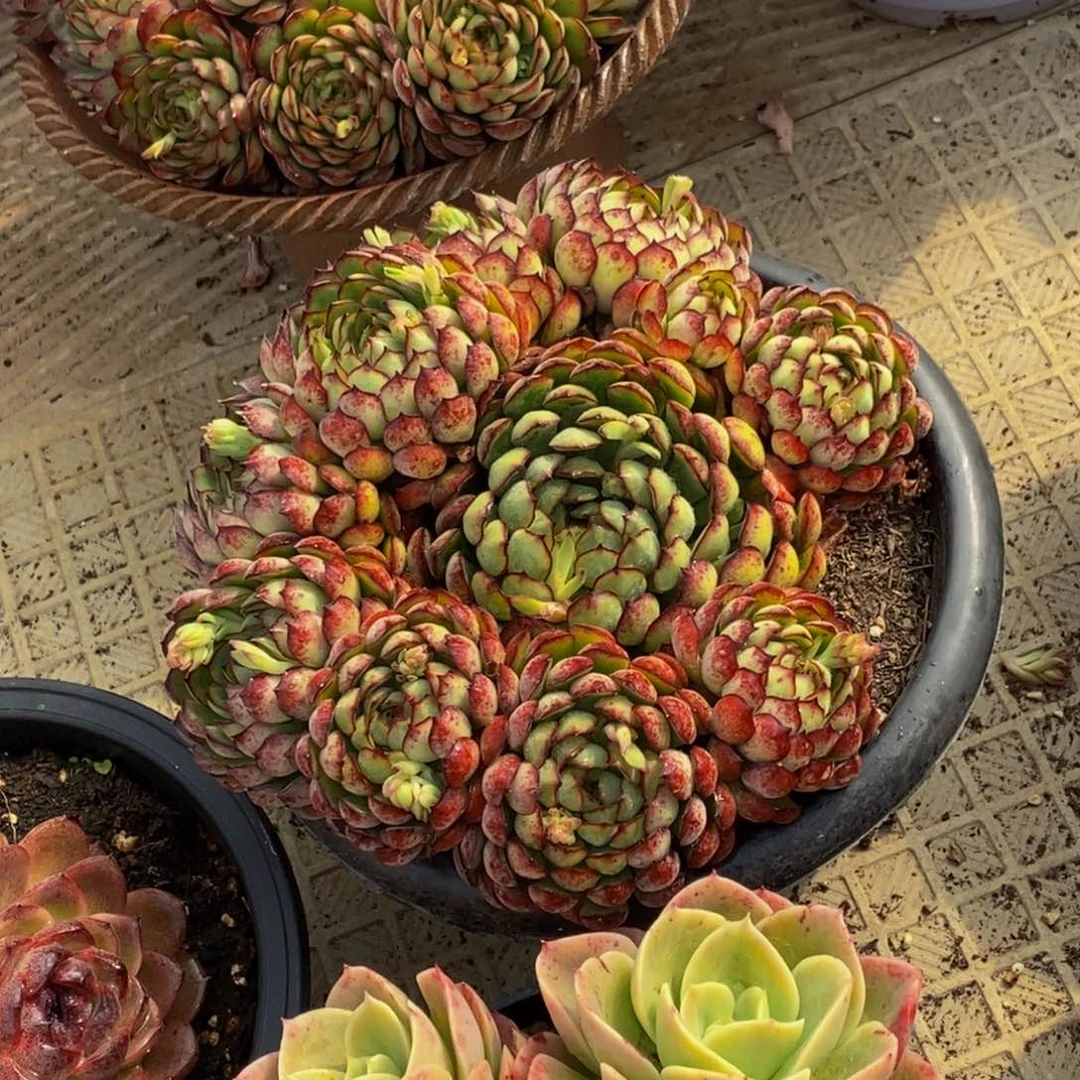 ?****?48包邮一物一拍多肉植物