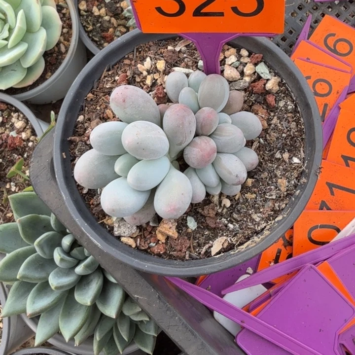 多肉植物汤圆群325