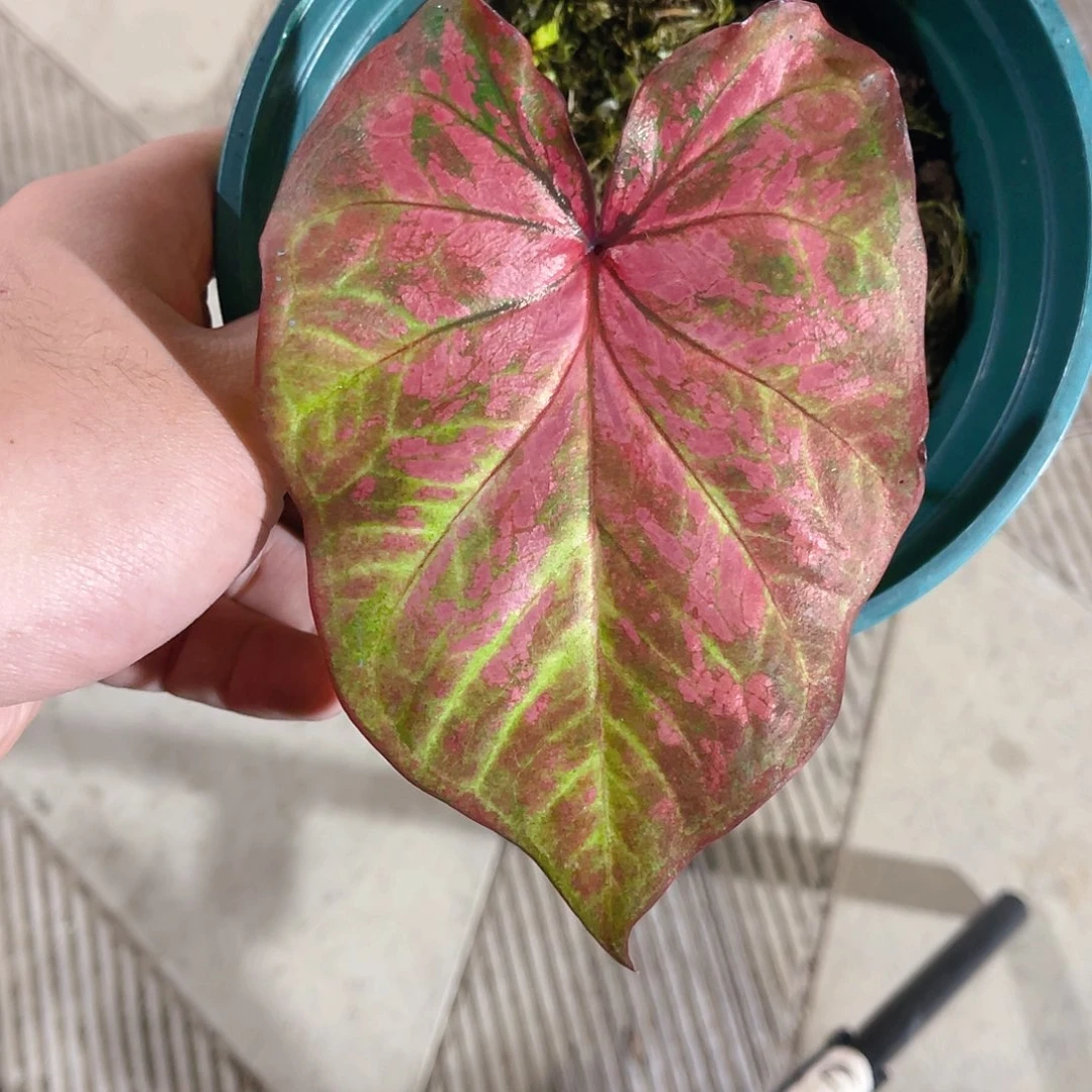 完全开放1445泰彩