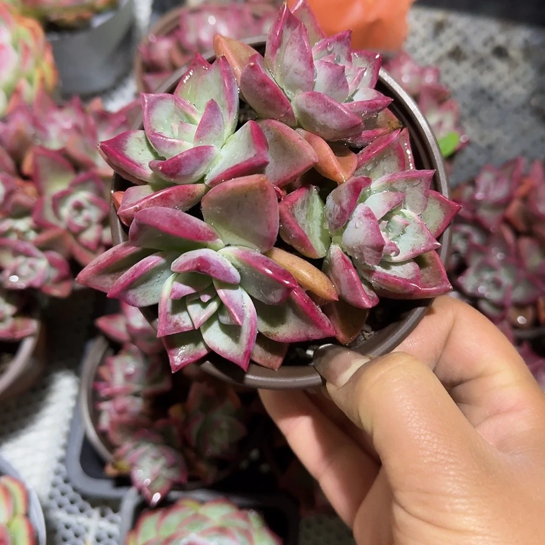 冰月多肉植物精品