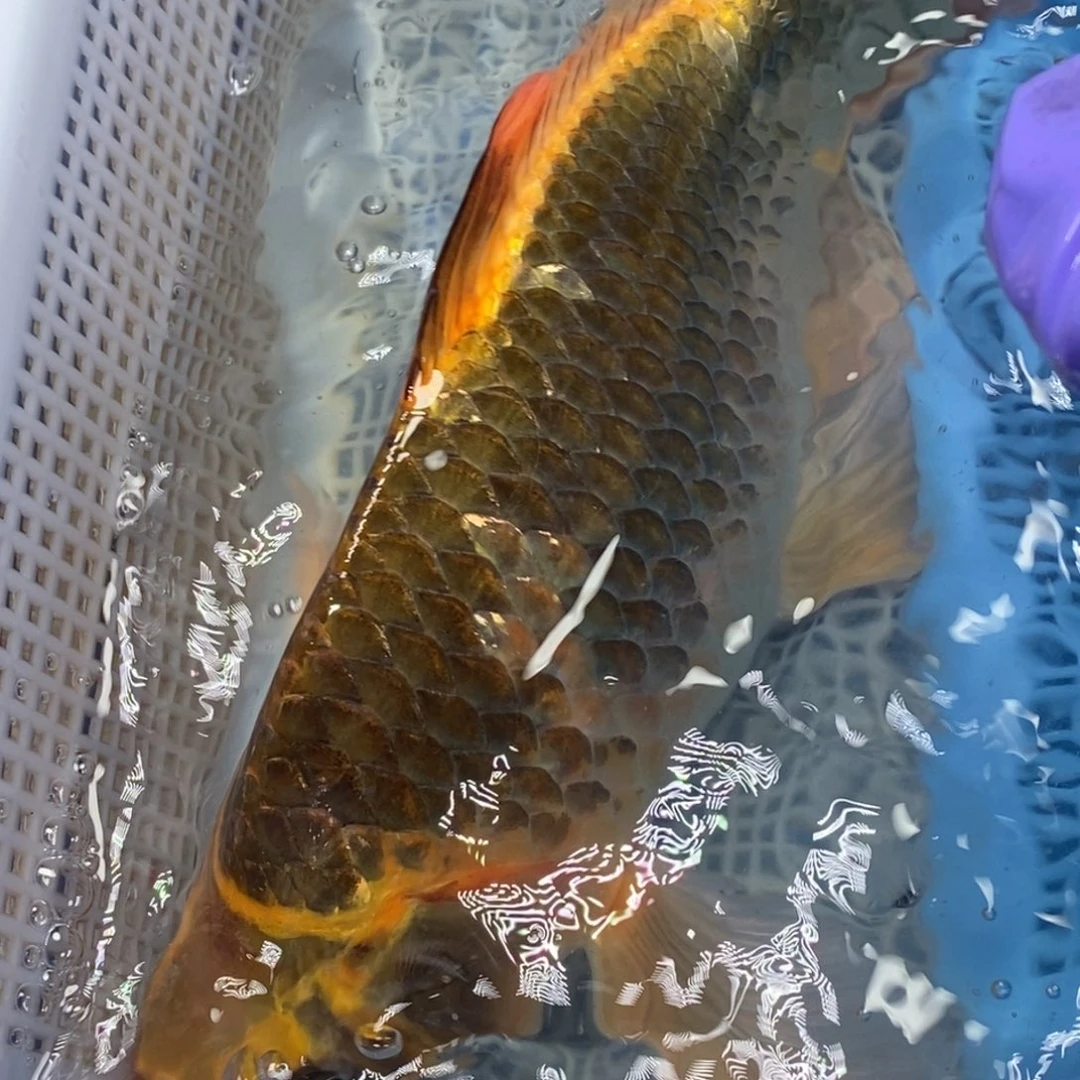 锦鲤冷水锦鲤包邮