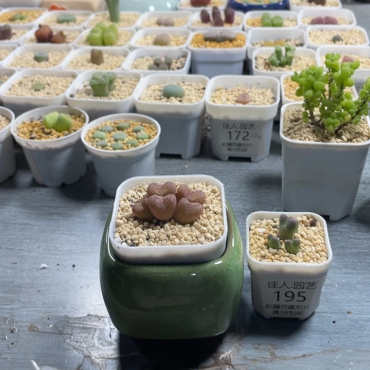 洁***家人园艺博览会195