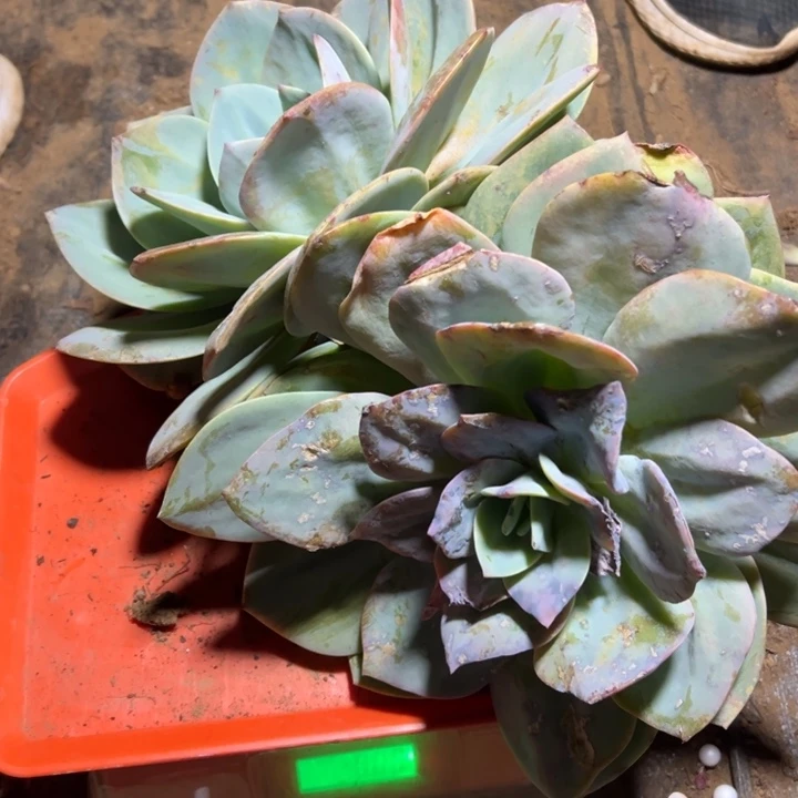 向***憨地栽瑕疵白凤1棵叶片严重瑕疵（不售后）