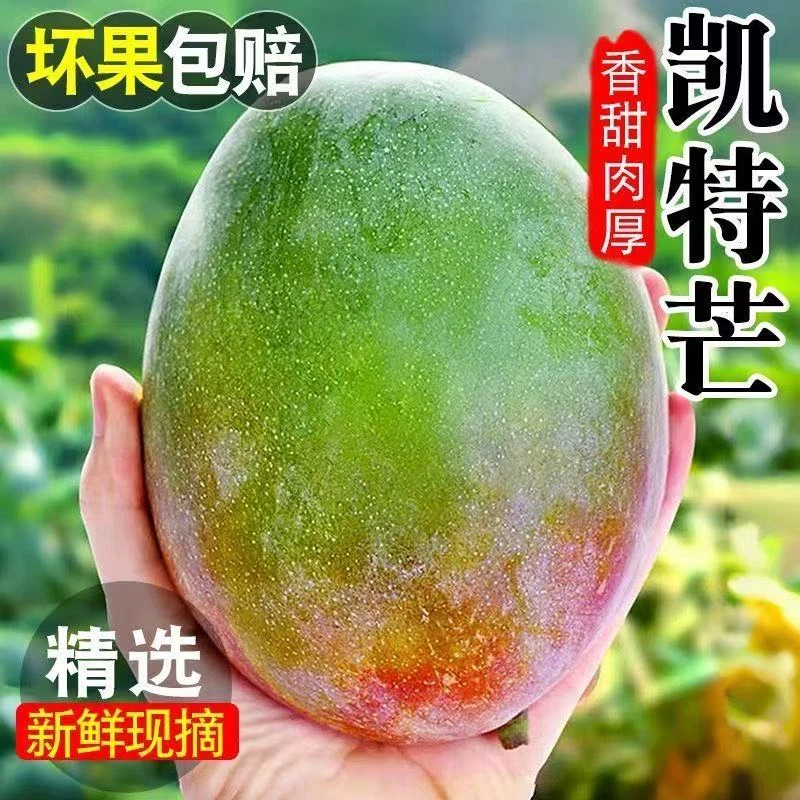 【现摘速发】四川攀枝花凯特芒新鲜应季水果大芒果皮薄肉厚 放软吃