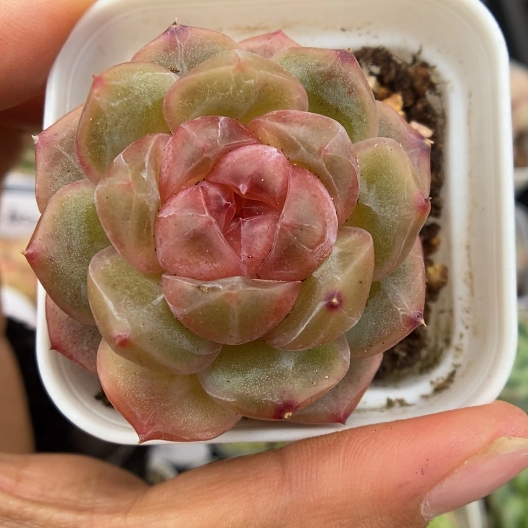 宝石心珍妮653号。