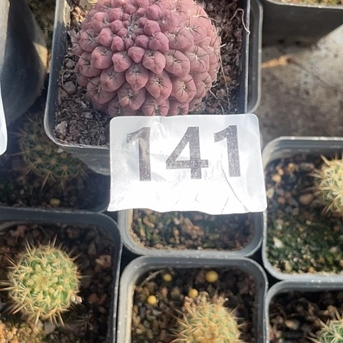 B****5141号黑佛头 有根