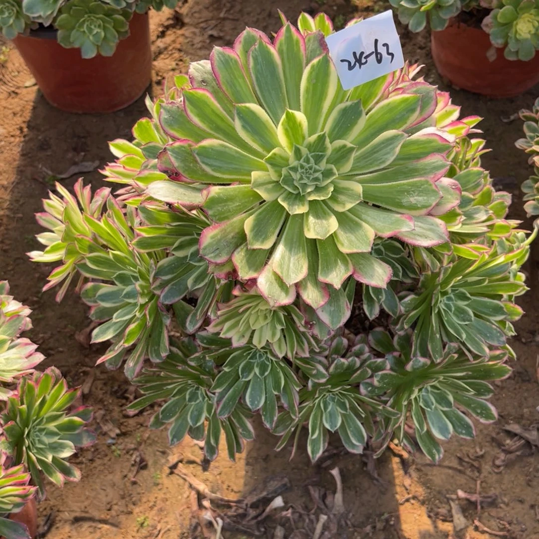 1-24-63天和法师锦