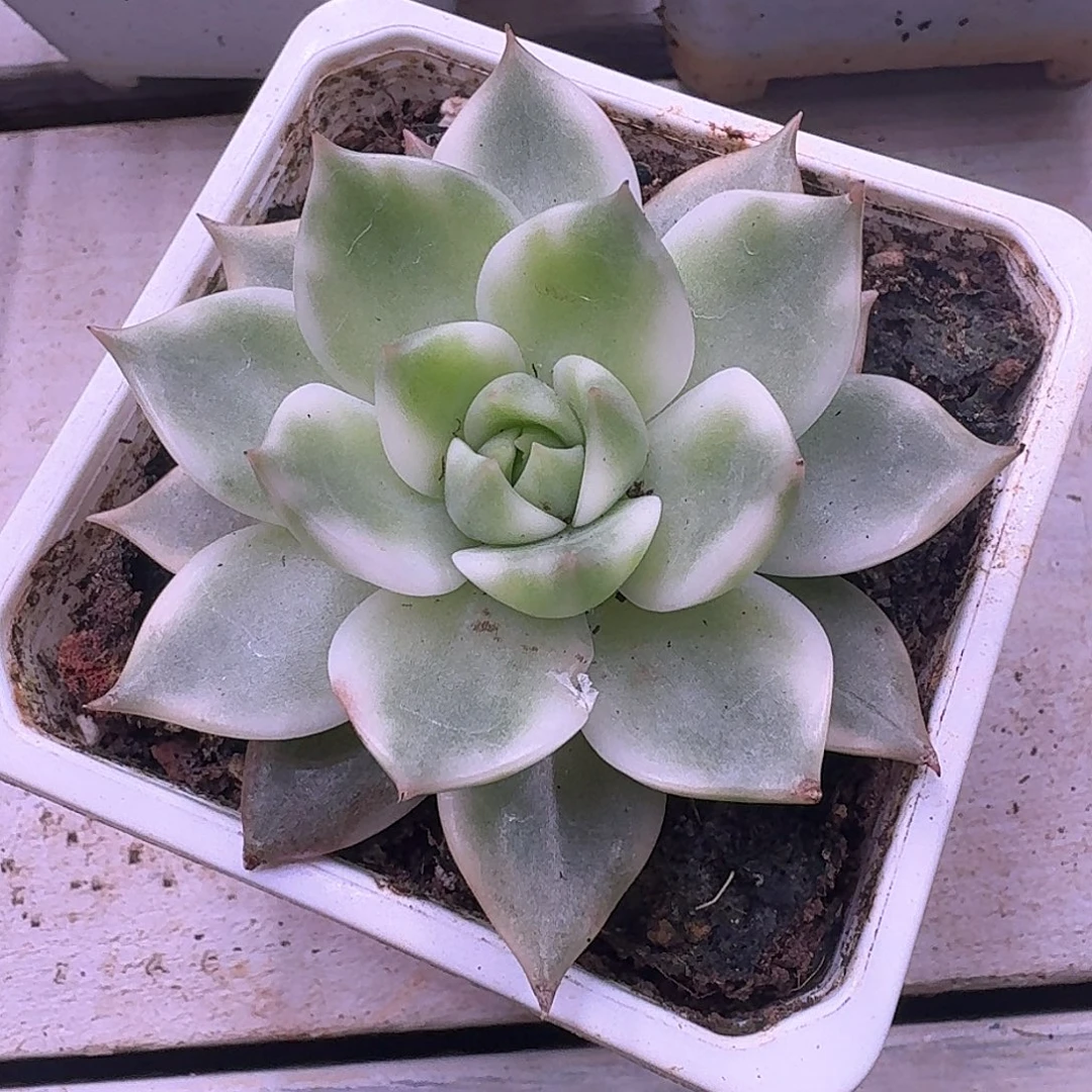 东云白锦多肉植物